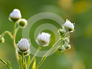 Soft focus bokeh background of wilde Flowers photo
