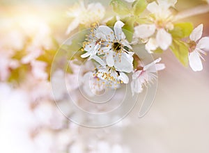 Soft focus on branch of cherry blossoming