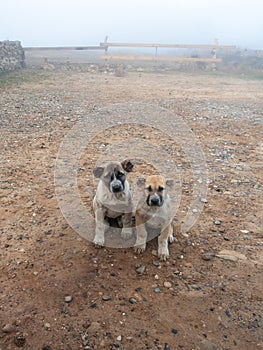 Brother and sister two puppy dogs look plaintively at the camera in the morning in a foggy ranch. Two funny Caucasian Shepherd