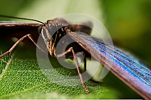 Soft focus of a butterfly on a leaf at the Papiliorama Zoo in Switzerland