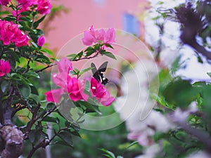 Soft focus butterfly on pink bougainvillea flowers after raining blur green leaves and building background