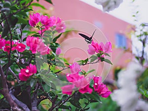 Soft focus butterfly on pink bougainvillea flowers after raining blur green leaves and building background