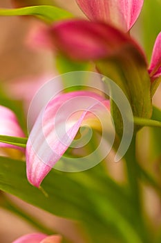 Soft Focus Calla Lily Flower