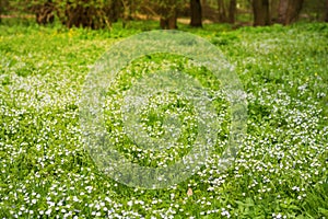 Soft focus carpet of Nemophila baby blue eyes flowers. Spring background. Copy space