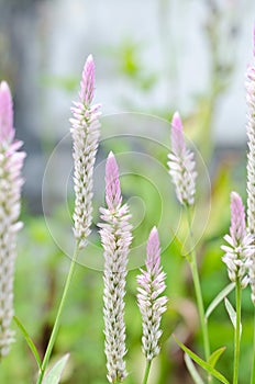 Soft focus of Celosia argentea flowers