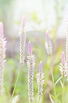 Soft focus of Celosia argentea flowers in nature