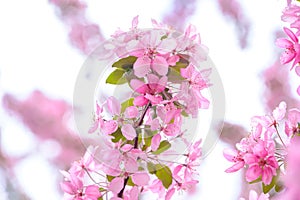 Soft focus Cherry Blossom  flower on white background