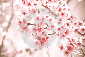 Soft focus Cherry Blossom or Sakura flower