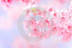 Soft focus Cherry Blossom or Sakura flower