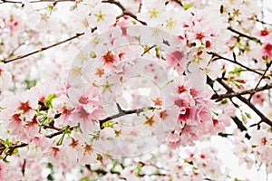 Soft focus Cherry Blossom or Sakura flower in the Tianyuan Temple,Taiwan