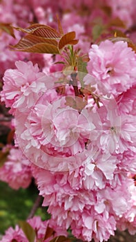 Soft focus Cherry blossoms, Pink flowers background.