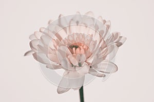 Soft focus chrysanthemums flower . Minimalist smoke still life. Light and shadow nature horizontal copy space background