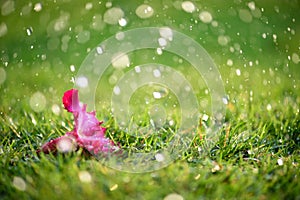 Soft focus of Close up on alone Pink flower with heavy raining