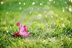 Soft focus of Close up on alone Pink flower with heavy raining