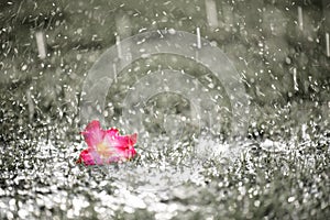 Soft focus of Close up on alone Pink flower with heavy raining