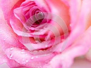 Soft focus of close up beautiful rose flower background. textures of pink rose petals for background.