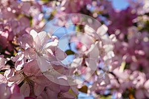 Soft focus Close-Up of bouquet of pink apple blossom on tree on sunset copy space. Green Summer Grass Meadow With Bright