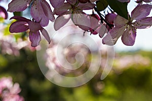 Soft focus Close-Up of bouquet of pink apple blossom on tree on sunset copy space. Green Summer Grass Meadow With Bright