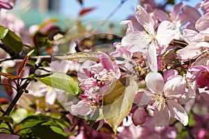 Soft focus Close-Up of bouquet of pink apple blossom on tree on sunset copy space. Green Summer Grass Meadow With Bright