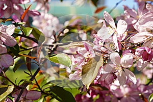 Soft focus Close-Up of bouquet of pink apple blossom on tree on sunset copy space. Green Summer Grass Meadow With Bright