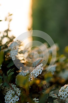 Soft focus Close-Up of bouquet of white wildflowers on a bush on sunset copy space. Green Summer Grass Meadow With