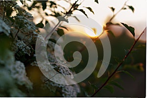 Soft focus Close-Up of bouquet of white wildflowers on a bush on sunset copy space. Green Summer Grass Meadow With Bright Sunlight