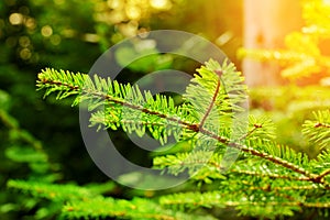 Soft focus and close up of the branches of a green spruce against the blurred background in the sunset light