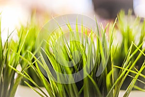 Soft focus. Close-up decorative green grass indoor.