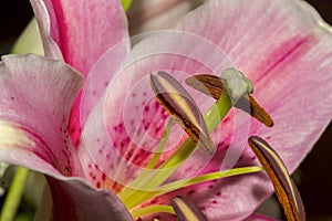 Soft focus close-up image of beautiful Pink Lily flower