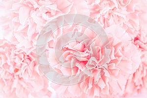 Soft focus of close up pink pastel carnation flower