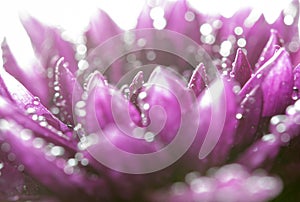 Soft focus of Close up Purple flower