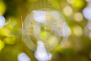 Soft focus cobweb and bokeh background