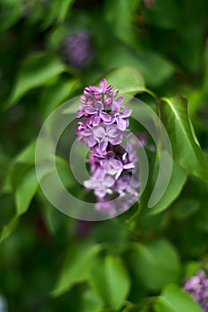 Soft focus of common liac flowers blooming at a garden