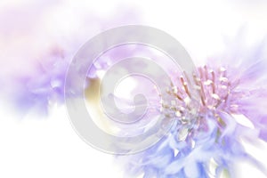 Soft focus cornflower background.