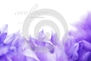 Soft focus cornflower background with copy space. Made with lens