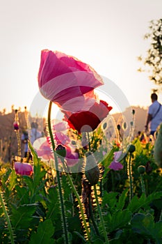 Soft focus Cosmos flowers at sunset.