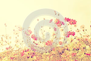 Soft focus cosmos flowers with vintage filtered color tone.