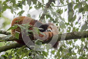 Soft focus cosy image of a wild red panda sleeping in a tree