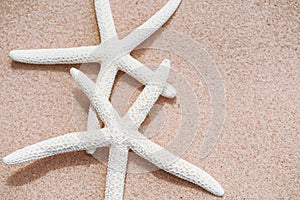 Soft focus couple beautiful starfish on Sandy beach background