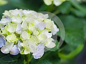 Soft focus Cream white Hydrangea Paniculata Limelight flowers.