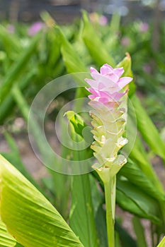 Soft focus curcuma alismatifolia or Siam tulip or Summer tulip i