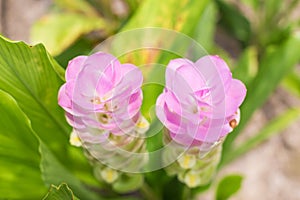 Soft focus curcuma alismatifolia or Siam tulip or Summer tulip i