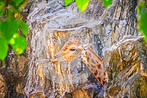 Soft focus of cute Giraffe, Giraffa camelopardalis, mammal ruminant of the Artiodactyla order, the tallest living animal of the w