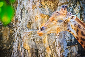 Soft focus of cute Giraffe, Giraffa camelopardalis, mammal ruminant of the Artiodactyla order, the tallest living animal of the w