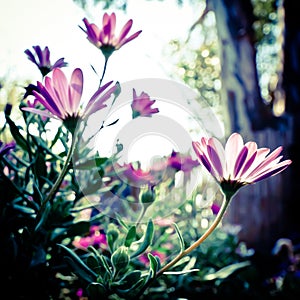 Soft focus daisies