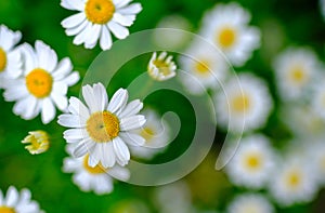 Soft Focus Daisies