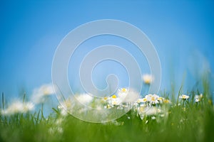 Soft focus on daisies and grass with a blue sky with copy space