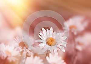 Soft focus on daisy flower lit by sunbeams