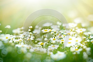 Soft focus on daisy flower