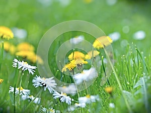 Soft focus on dandelion and daisy
